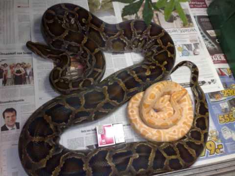Galerie of  big Snakes