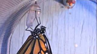 Monarch Time Lapse 720p.mov