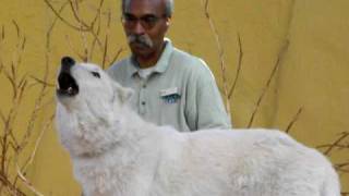 Wolf Howl at the San Diego Zoo