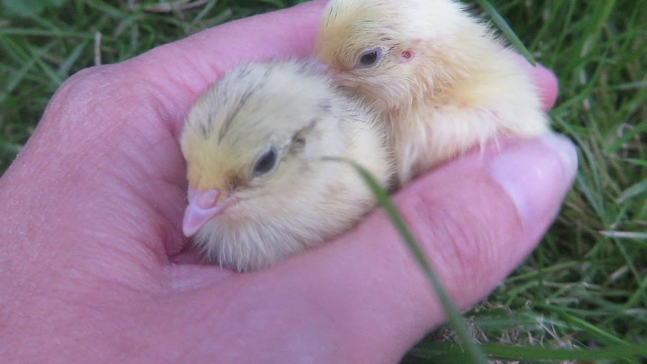 Coturnix quail chicks 