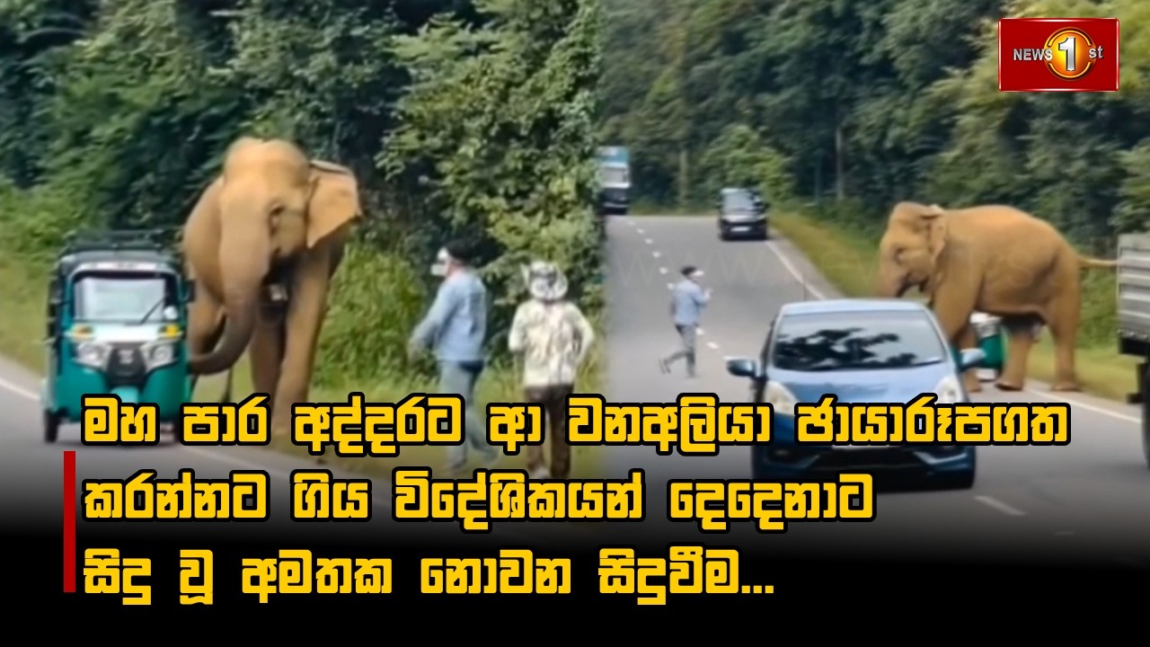 මහ පාර අද්දරට ආ වනඅලියා ඡායාරූපගත කරන්නට ගිය විදේශිකයන් දෙදෙනාට සිදු වූ අමතක නොවන සිදුවීම...