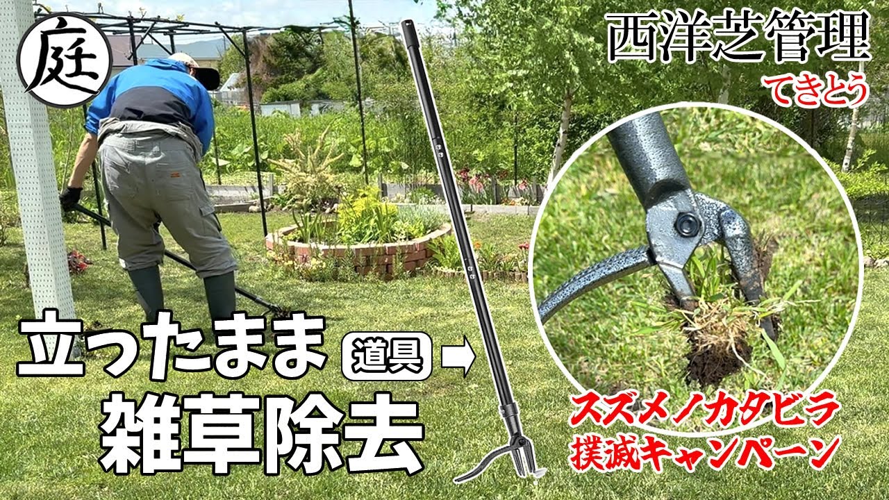 Weed control for Western-style lawns] Makes weeding easier! - YouTube