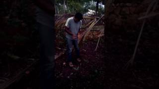 Water divining using coconut and pendulum