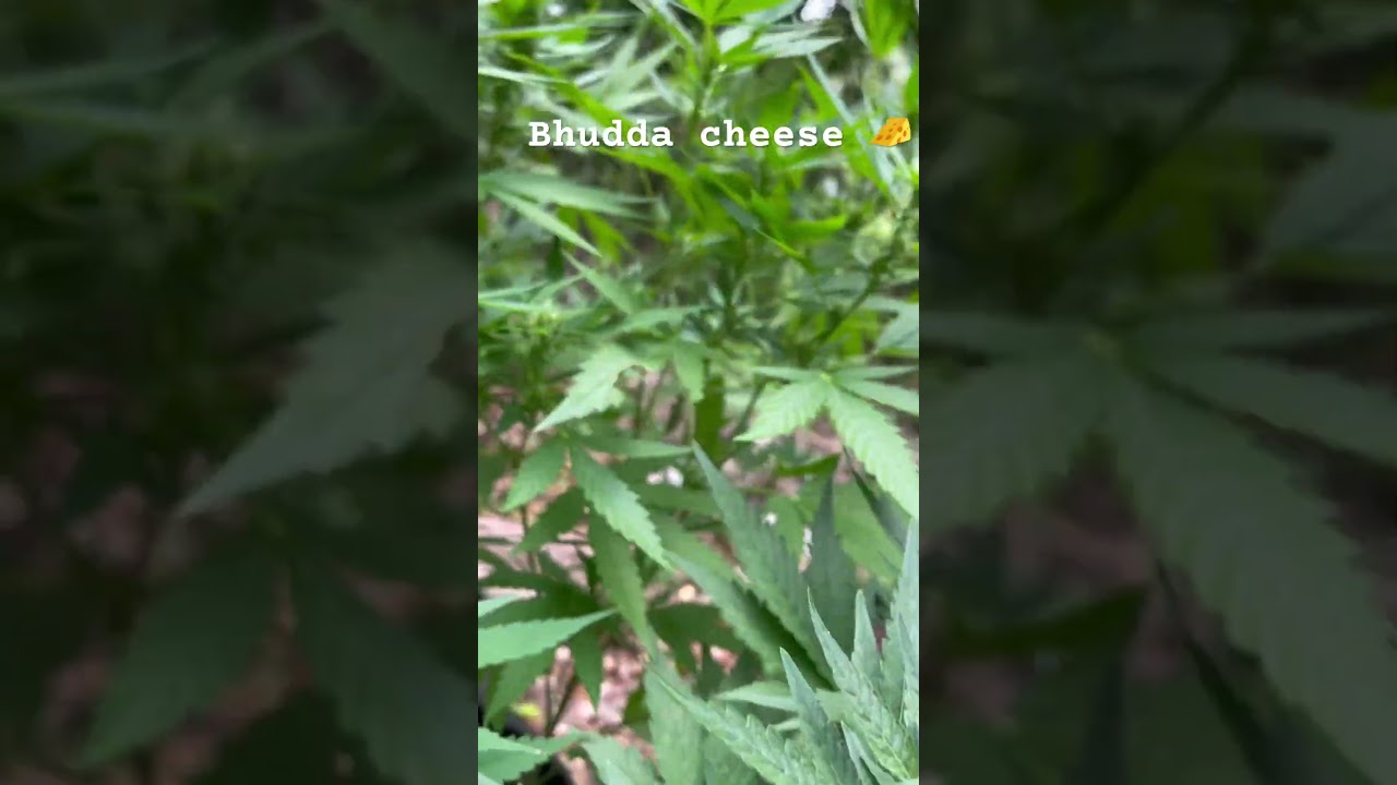 Bhudda cheese ! Week 2 flower 🌼 organic ! 