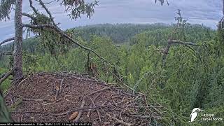 J E20260818 064725SecondEagletCallsInForest1stEagletOnTop