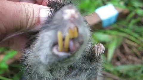 Bẫy tự chế dính Chuột quái vật (Monster mouse in homemade trap)