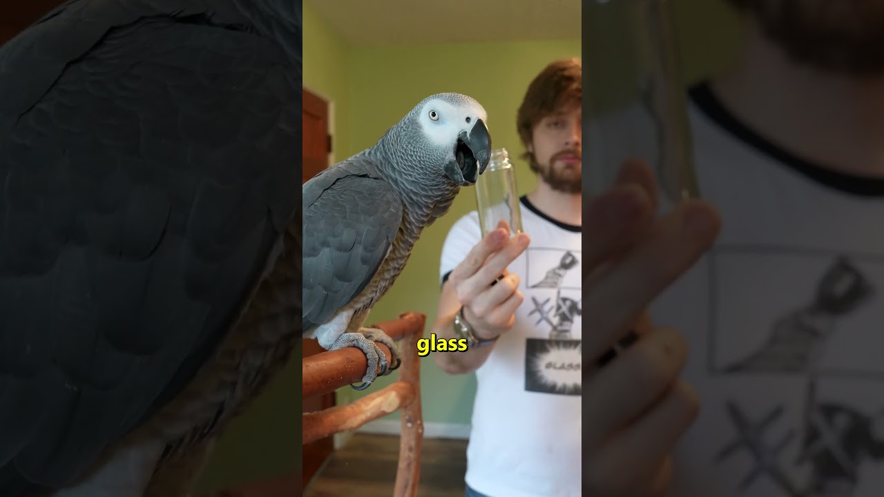 Apollo Entered the Stone Age 🔥