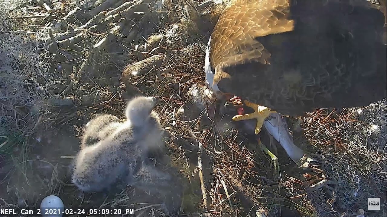 02-24-21 NEFL eagles; NE24's mega-crop, cam 2 view.
