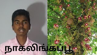 Naagalinga flower 🌼🌼🌼|| RAHUL VLOGGER TAMIL screenshot 3