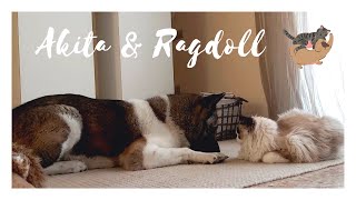 Ep.124 Ragdoll cat 💞 American akita dog by micamachi 132 views 1 year ago 1 minute, 22 seconds