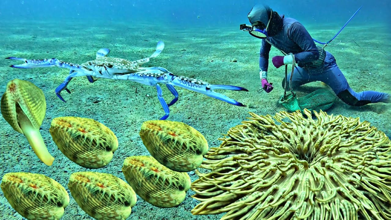 Nhờ Ông Bà Thương Ba Anh Em Trúng Lớn Ổ Hải Sản Đắt Tiền Lặn Biển Ở Điểm Tàu | P  814