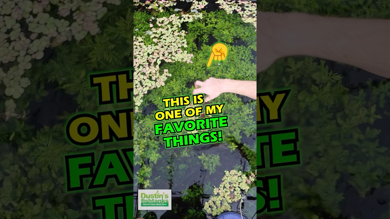 Это одна из моих ЛЮБИМЫХ ВЕЩЕЙ!