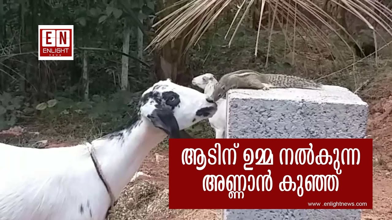 ആടിന് ഉമ്മ നൽകുന്ന അണ്ണാൻ കുഞ്ഞ് | Human Interest Story | Human Interest News | Enlight News
