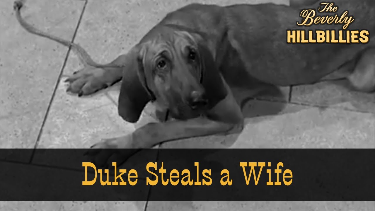 The Beverly Hillbillies | Season 1 Episode 22 | Duke Steals a Wife