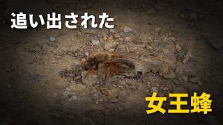 最も大切な女王蜂が、群れを追い出されました