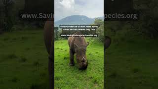 Rhino Appetite: The Daily Diet of Endangered Rhinos