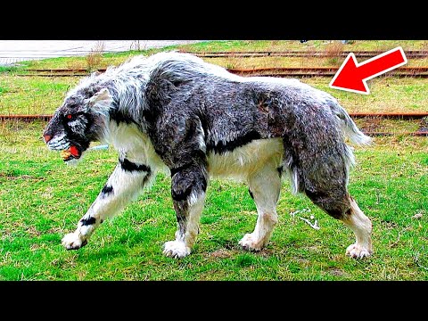 ეს საშიში მონსტრი ჩერნობილში ვიდეოკამერებმა დააფიქსირეს!