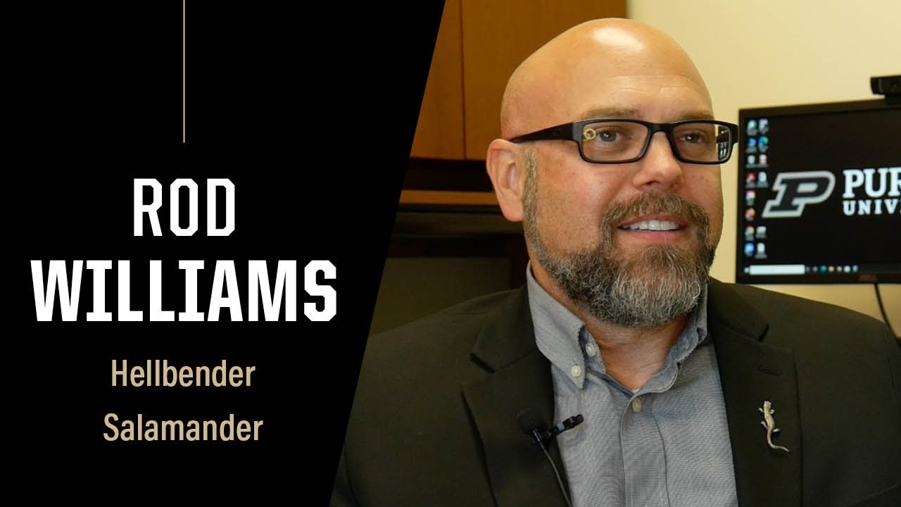 Purdue Expert: Hellbender Salamander