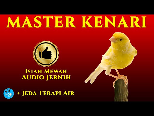 Kenari Master isian mewah Jeda Terapi air | AAHOBI MANIA class=