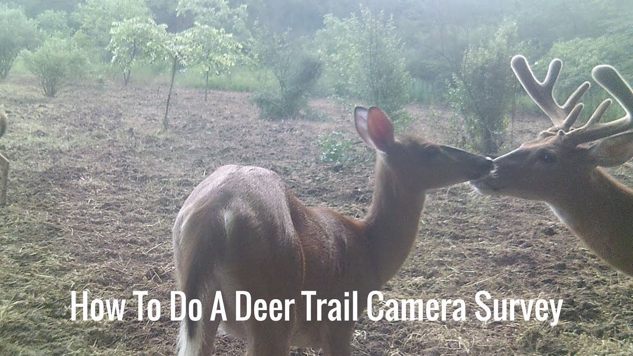 How To Do A Deer Trail Camera Survery YouTube