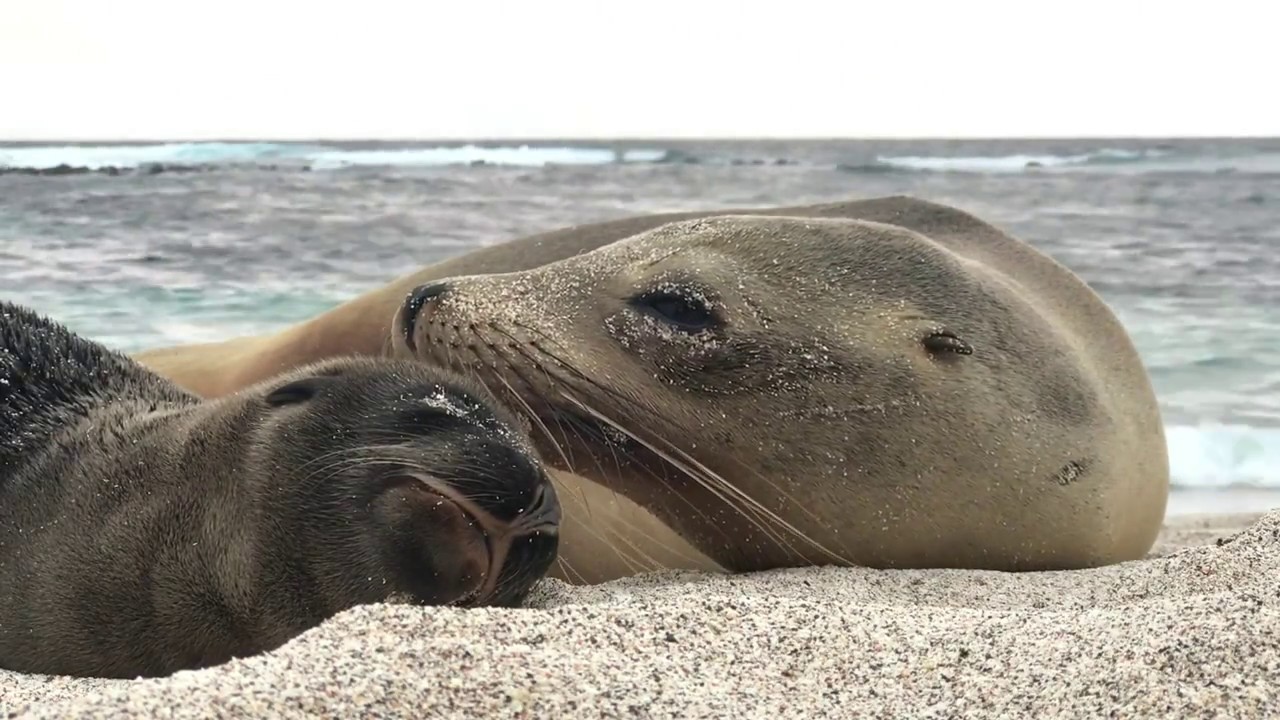 Galapagos Island Exploration 2018!