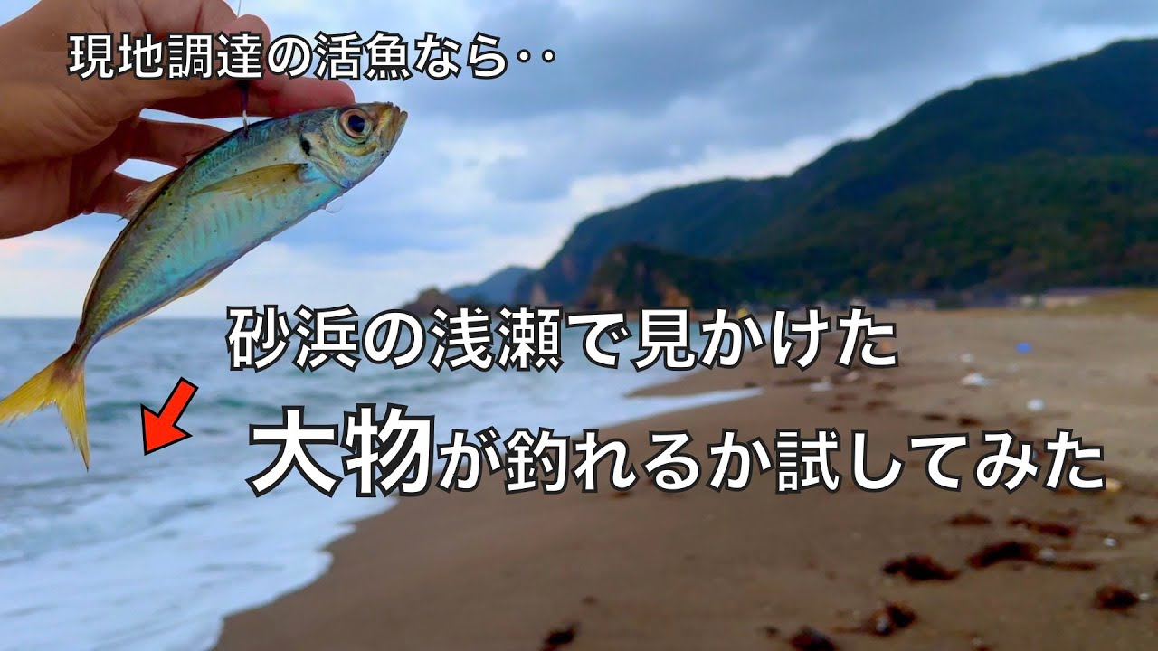 現地調達アジの泳がせ釣りなら、どんなスレた魚も釣れるはず！と思って試してみた結果‥