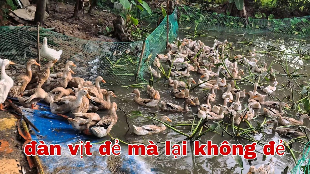 Khi tôi về quê nuôi vịt