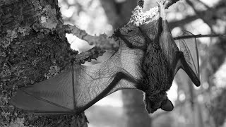 Bats: The Most Misunderstood Superheroes of the Night!