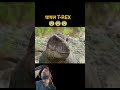 #facts #howtomakechocolateathome #amazingfacts #factsinhindi #animals #dinosaur #ytshorts
