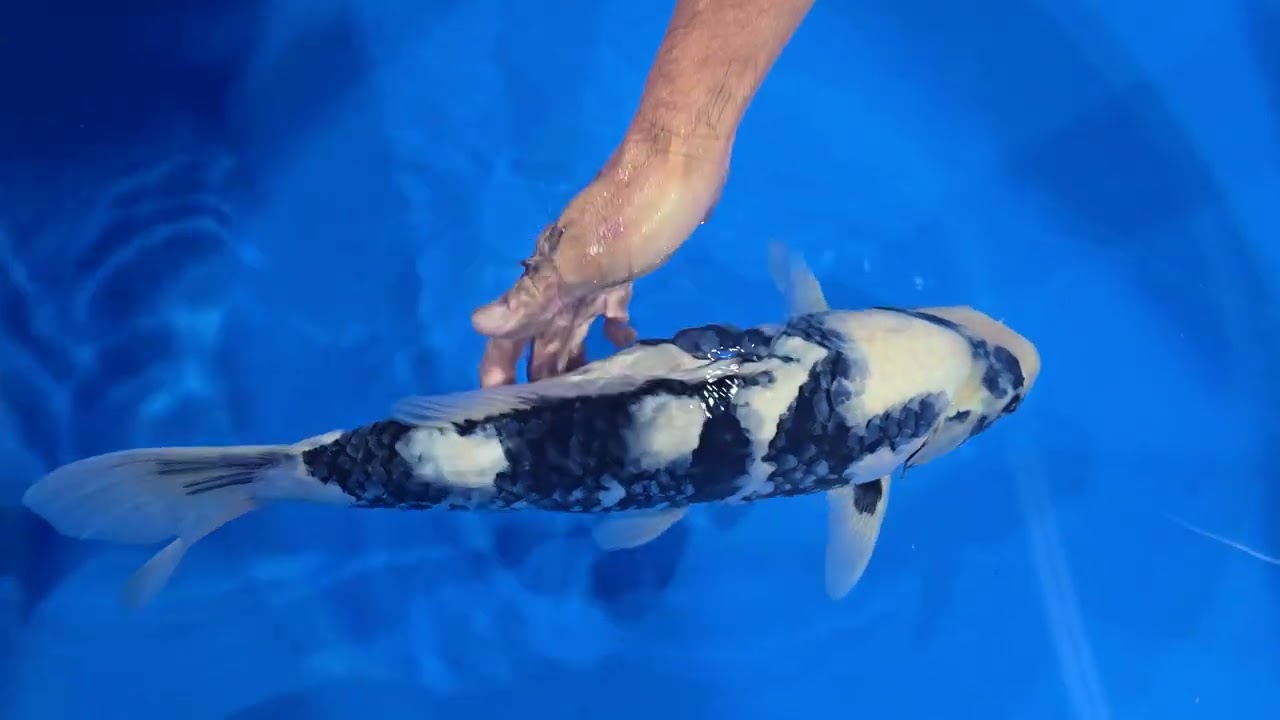 R'sコレクションinライブ鯉 2025】251207-085の出品鯉のご紹介