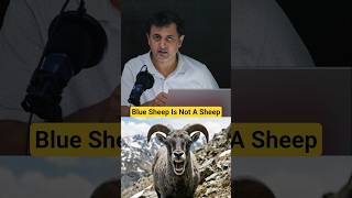 Animal Between Sheep and Goat