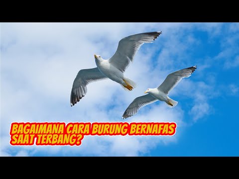 Sistem dan Organ Pernapasan pada Burung