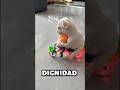 Este bulldog tiene más actitud de millonario que yo 👑 #bulldog #mascotas #perros