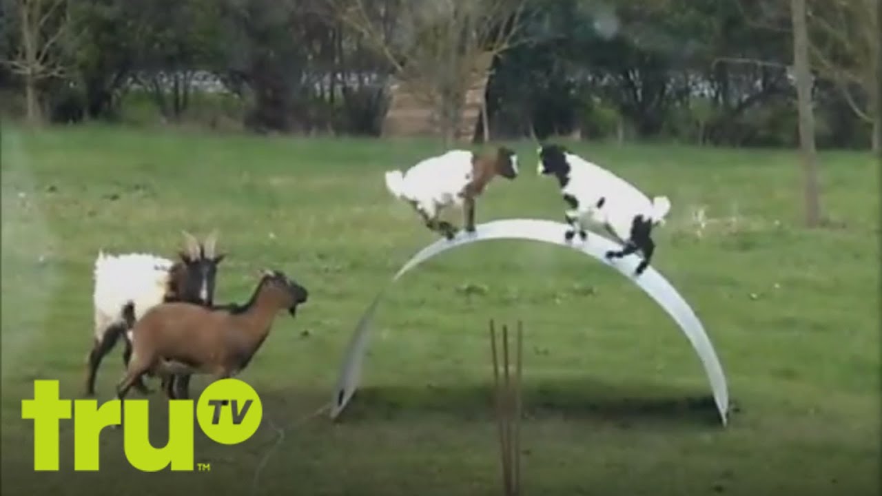 Top Funniest - Animals On The Playground - Animals are competitive, especially when it comes to playground games.