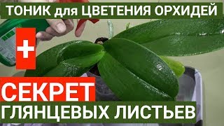 ВИТАМИННЫЙ тоник для ОРХИДЕЙ + СЕКРЕТ глянцевых листьев орхидеи