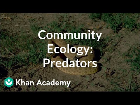 Community ecology II: Predators | Crash Course ecology | Khan Academy