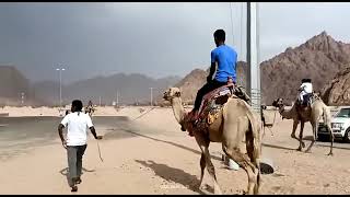 উটর উপড ক ক চড ছন