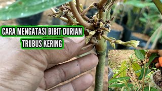 CARA MENGATASI DAUN DURIAN KERING SAAT TRUBUS