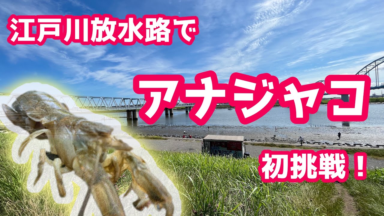 【潮干狩り】初心者が江戸川放水路でアナジャコとりに挑戦！【アナジャコ】
