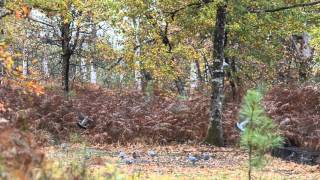 Chasse Palombes Au Filet Dans Les Landes