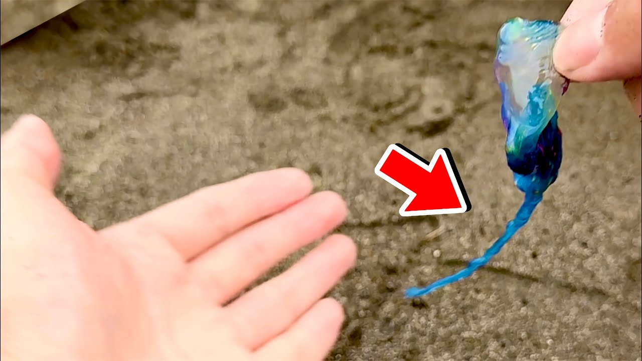 猛毒カツオノエボシに刺されるとどうなる？&おいしい食べ方を発見