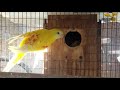 BREEDING PAIR BOURKE PARAKEETS