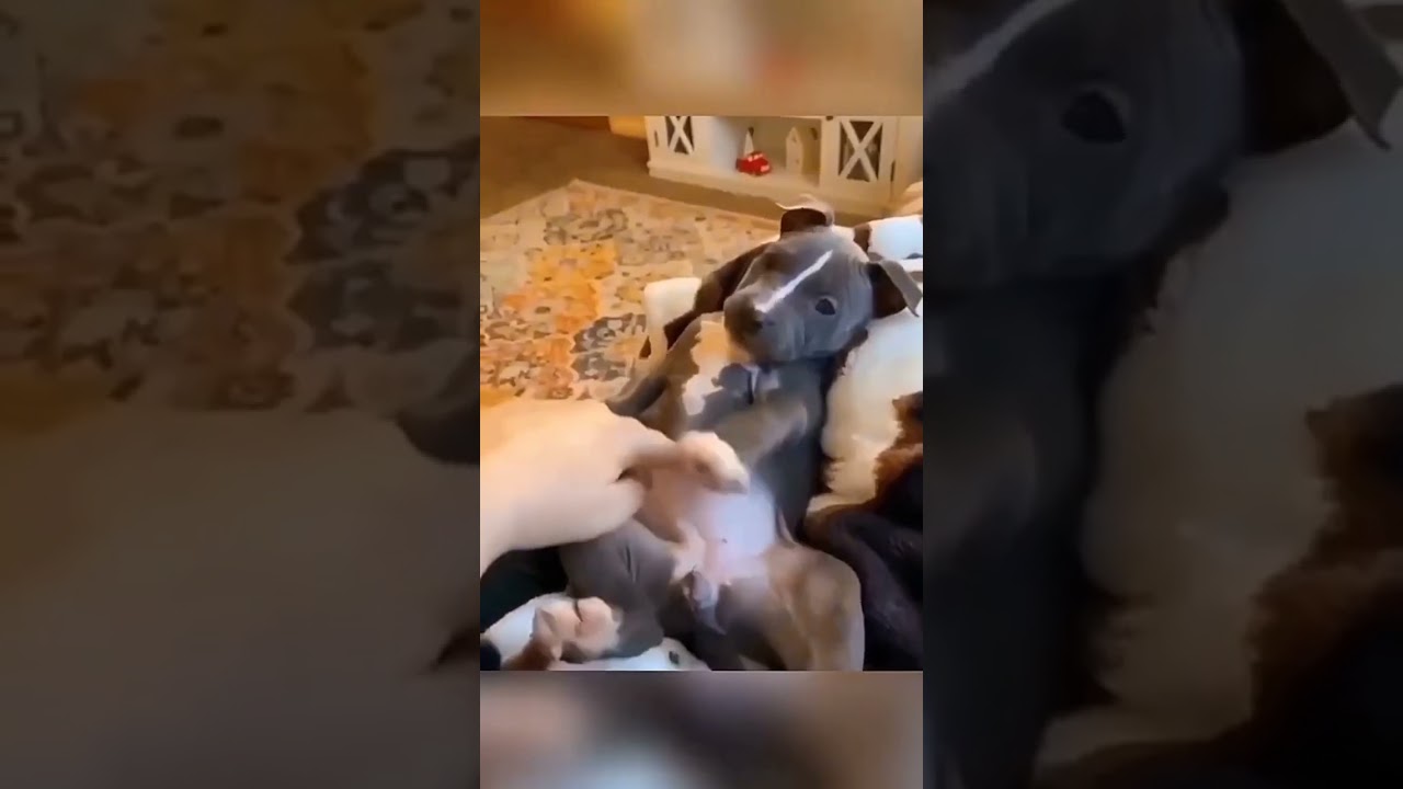 dogs being idiots part 289 