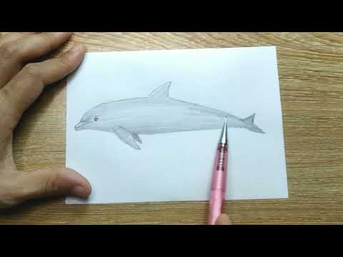 Vẽ Con Cá Heo Đơn Giản - Cách vẽ con cá heo đơn giản/How to draw a Dolphin