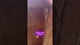 What Are Jack Studs and Why Do They Matter?  #shorts