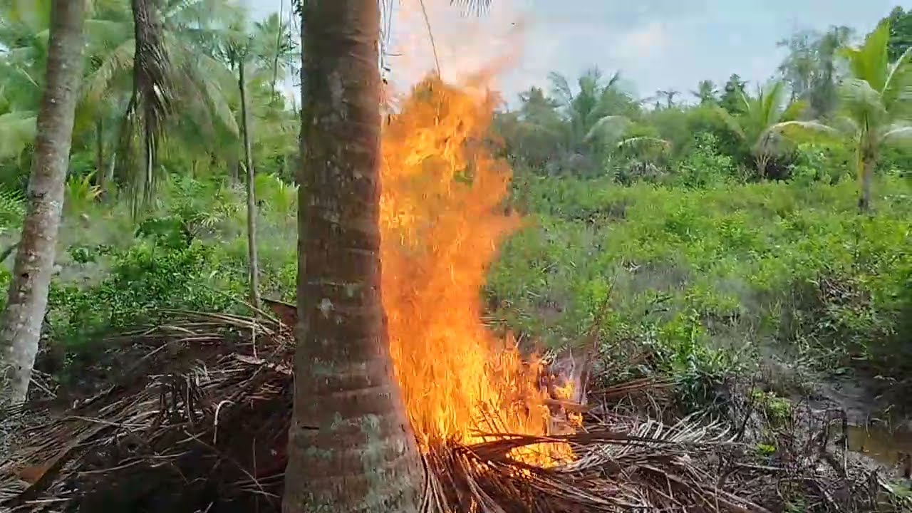 Pembakaran adalah salah satu cara agar kelapa berbuah bagus