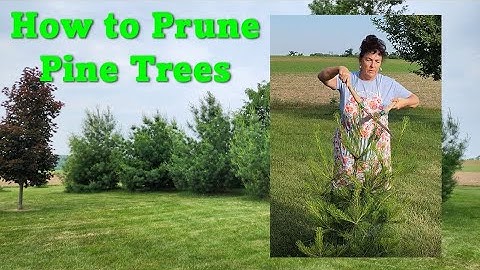 🌿1 of 3 How to Prune Pine Trees (EASY) #gardening #pruning  #trees #zone4