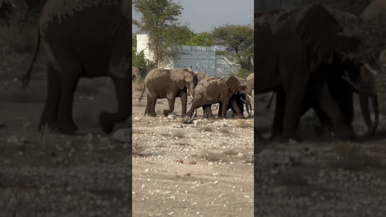 Namibia 🇳🇦- Land of the BRAVE 