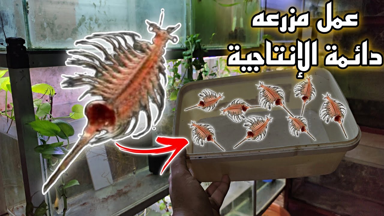 ايه هي الارتميا|كل حاجه تخص الارتميا|وعمل مزرعه دائمة الانتاجيه|how to make a brown shrimp farm