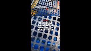 81 monkeys found being smuggled in pickup truck